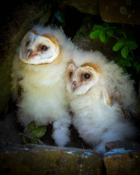 istock Fluffy barn owl chicks in their nest surrounded by greenery and rocks 2161992383