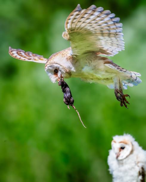 Barn Owl (Tyto alba) in flight isolated on a black background