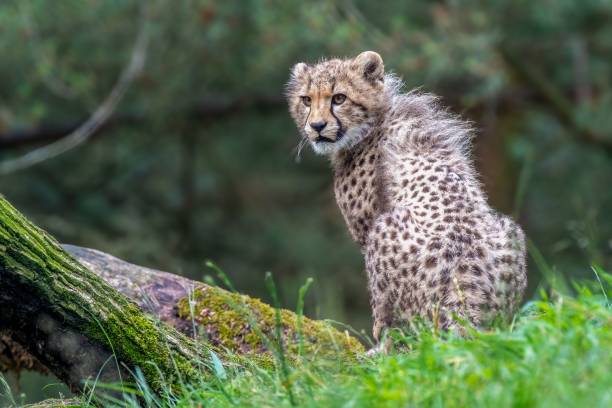istock Cheetah cub sitting on grass in a forest, looking to the side with a blurred green background 2161992421