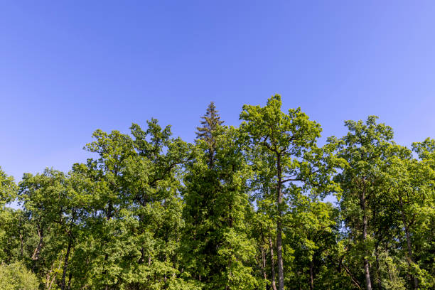 green foliage of trees in summer, deciduous trees in sunny weather against a blue sky background