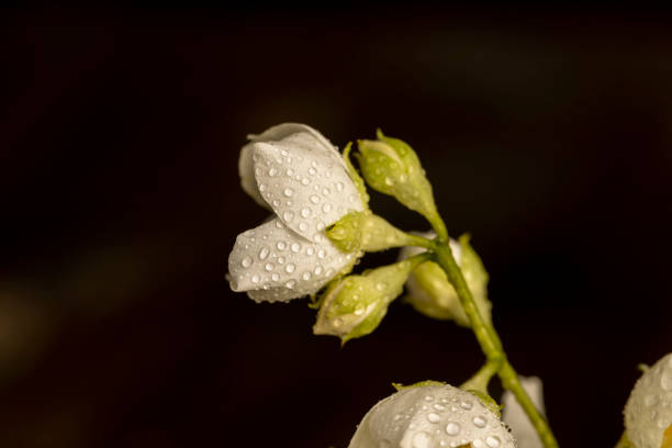 wet white jasmine flowers in the spring season, branches of blooming and fragrant jasmine close-up