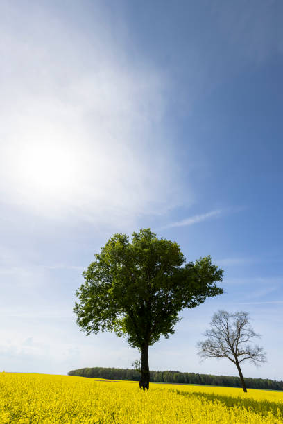 istock a tall tree growing in a rapeseed field 2161992898