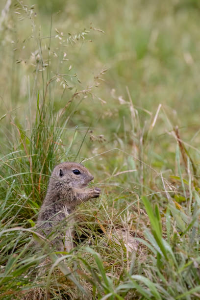 istock Ground squirrel colony (Syslovisko Biele vody), National park Muranska Planina, Slovakia 2161993235