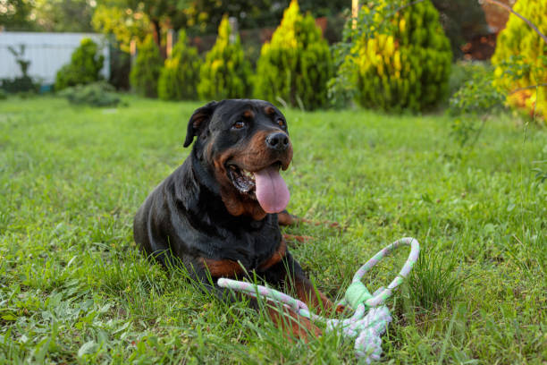 rottweiler dog in the green grass