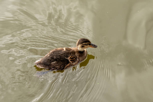 istock A duckling swims in a pond 2161994644