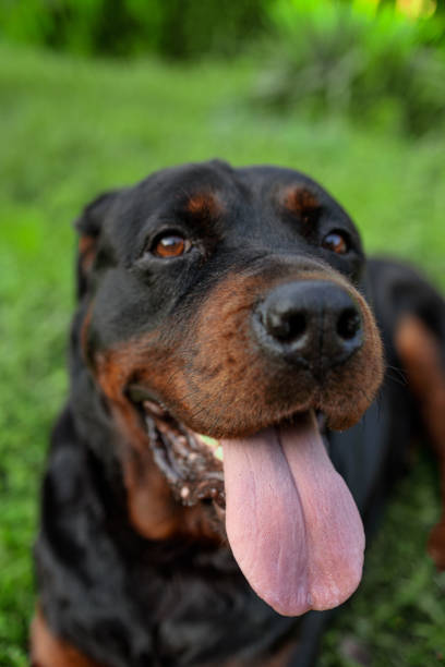 Rottweiler type dog, large and muscular lies on grassy field on a summers day enjoying being out for exercise and free.