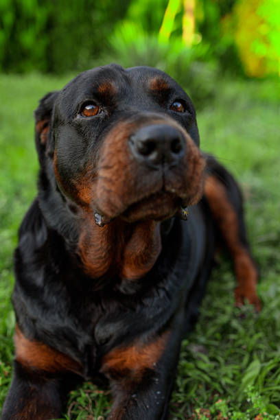 Rotweiler and Jack Russell...best of friends!