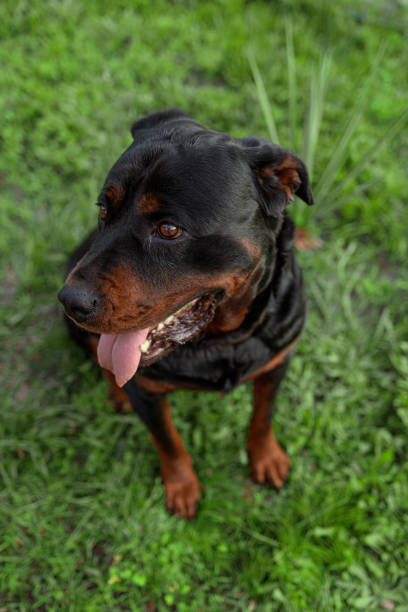 istock rottweiler dog in the green grass 2161995861