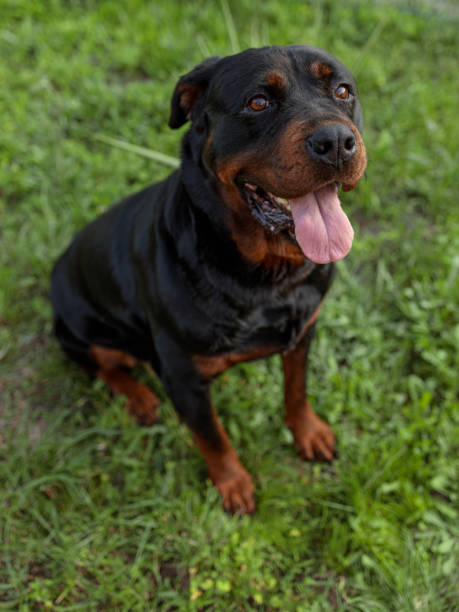 istock rottweiler dog in the green grass 2161995862