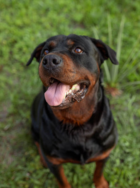 istock rottweiler dog in the green grass 2161995891