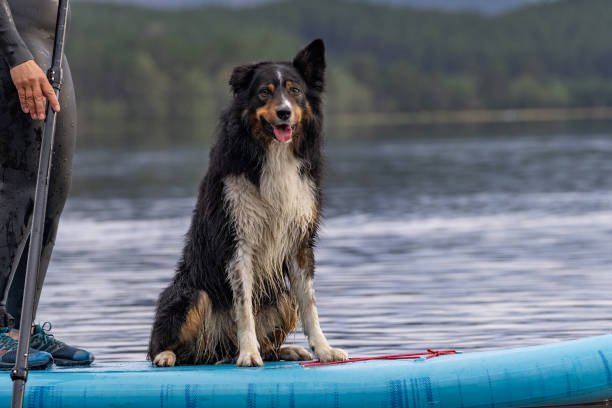 istock Border collie sitting on a paddle board on a lake 2161996022