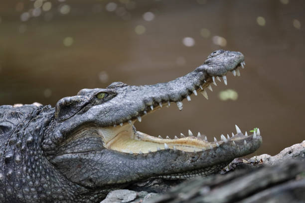 istock Close up crocodile is action show head in garden 2161996252
