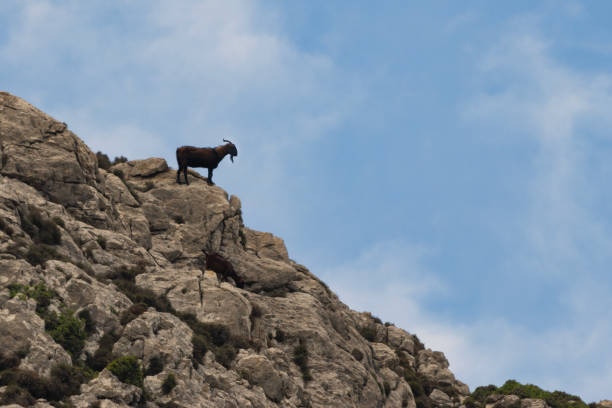 A Goat on the rocks looking into the distance, Mallorca.