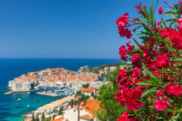 Dubrovnik historical harbor and old town from above. Top tourist destination in Croatia country, Dalmatia region