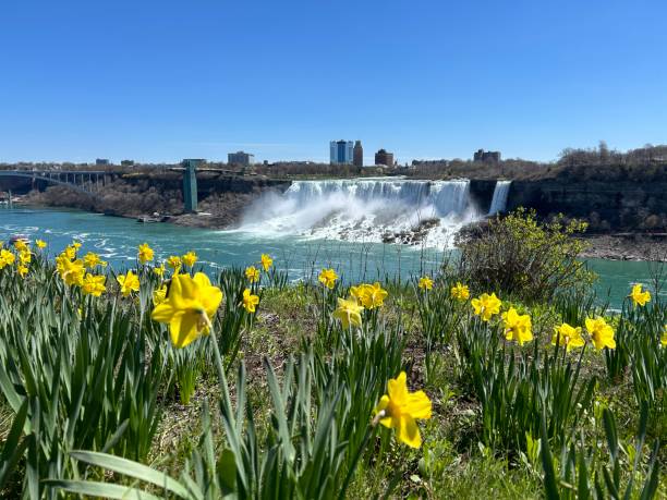 istock Yellow daffodil flowers and American Falls 2162002545