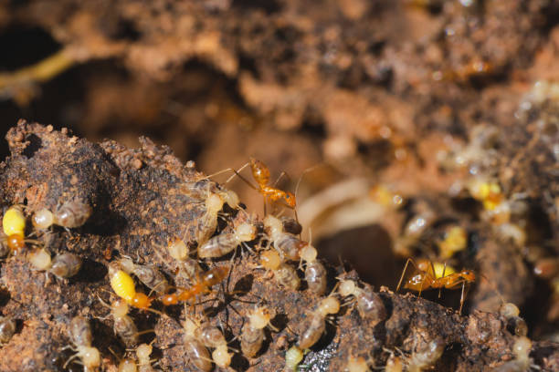 istock Ants fighting termites in termite nests. 2162002769