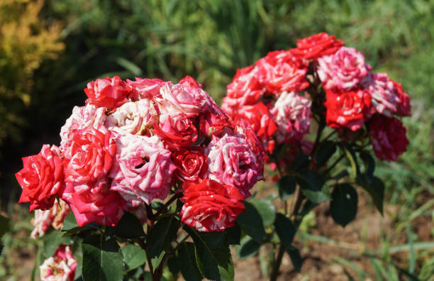 istock A climbing rose grows in the garden on a flower bed 2162002814