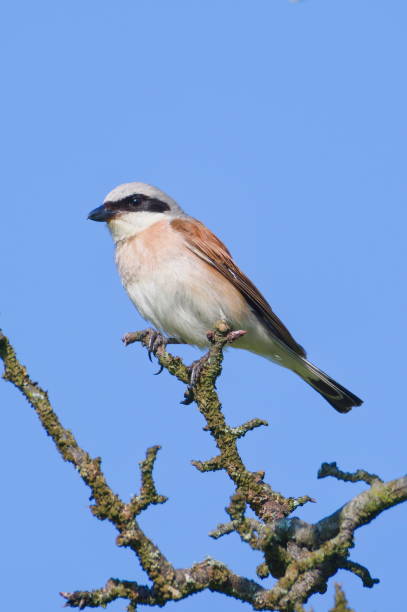 istock Lanius collurio aka Red-backed Shrike perched on the tree. 2162004239
