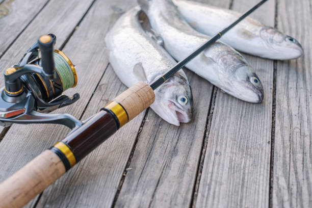 istock spinning rod and caught trout lie on a wooden table 2162005231