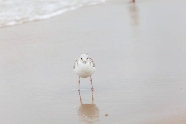A lonely seagull stands on the beach staring into the ocean