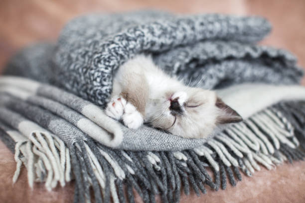 istock Little cat sleeping in gray knitted blanket 2162006333