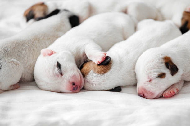 istock Group of Newborn Puppies lying on blanket 2162006336