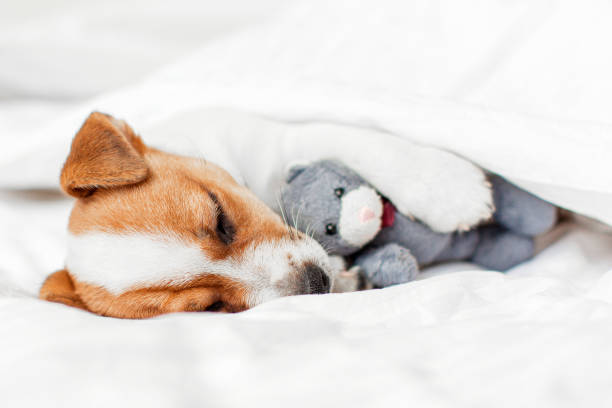 istock Cute pupppy dog sleeping in bed with fluffy toy 2162006372