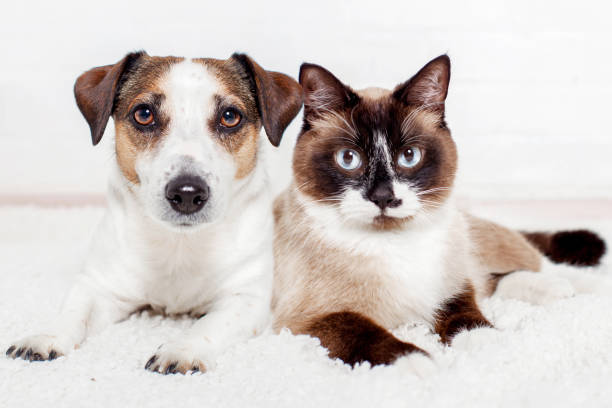 istock Dog and cat on warm cozy blanket at home 2162006373