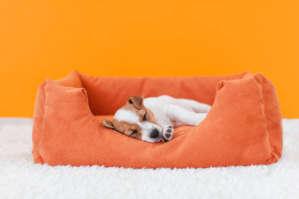 Beloved puppy sleeping peacefully in cozy modern apartment. Small white-brown dog lying with his eyes closed in bed