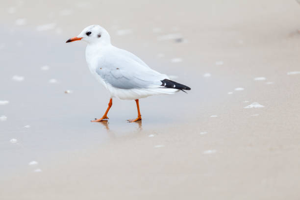 istock Seagull in the natural environment on the Baltic Sea. 2162006503