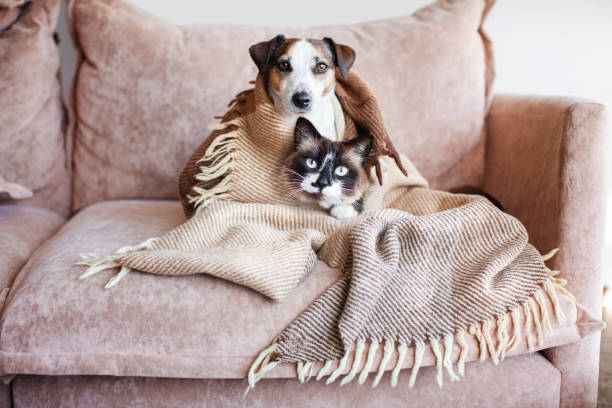 istock Dog and cat together under broun cozy blanket 2162006671