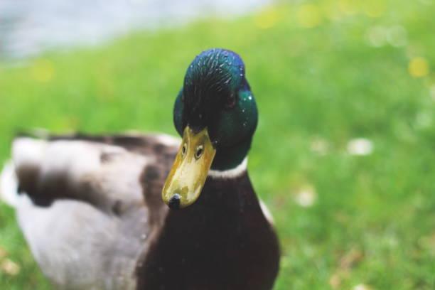istock Dreamy Green-Headed Mallard in Soft Focus 2162006770