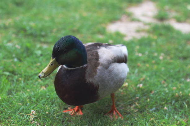 Capturing the ethereal beauty of a green-headed male Mallard, this dreamy shot uses a wide aperture to create a soft, blurred background, highlighting the duck's vibrant colors and serene expression.