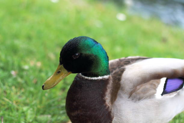istock Dreamy Green-Headed Mallard in Soft Focus 2162006804