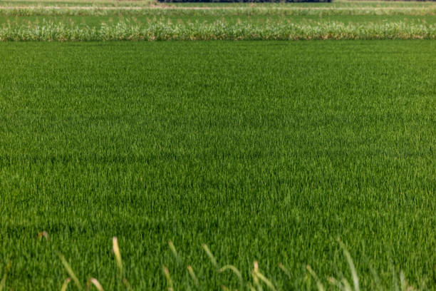Stock photos of commercial immature rice growing in farmland in Northern California near the town of Maxwell in the Sacramento Valley.