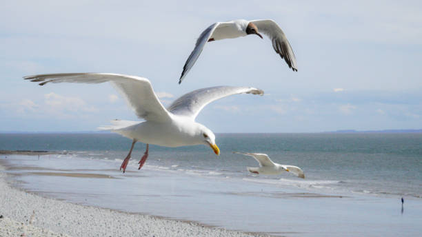 istock Two seaguills in flight against blue sky with scattered cloud 2162007593