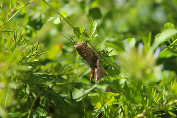 Moth Agriphila Straminella sitting an grass straw blurred bokeh background