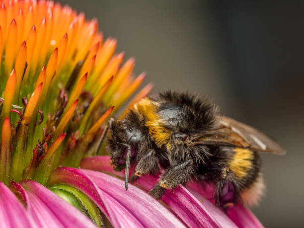 istock A soaked wet bumblebee resting on echinacea flower head 2162009422