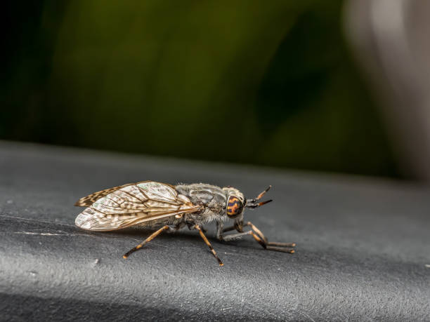 Common horse fly sitting on metal surface