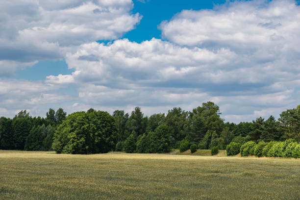 Field covered with plants in front of forest during cloudy day with blue sky