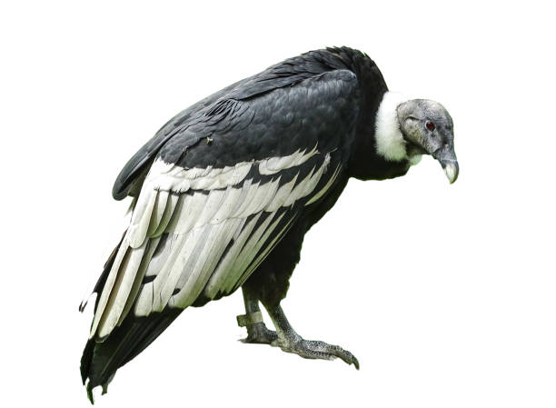istock Andean condor isolated on white background 2162010070