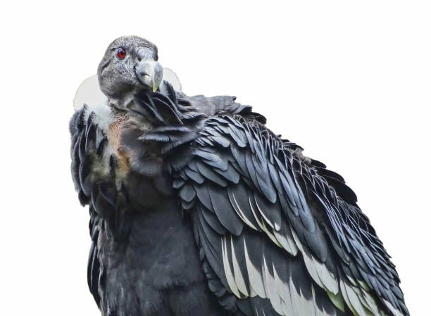 Marabou Stork - Leptoptilos crumeniferu