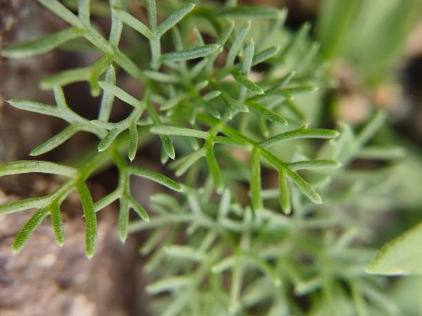 istock Leaf of wild plant 2162010641
