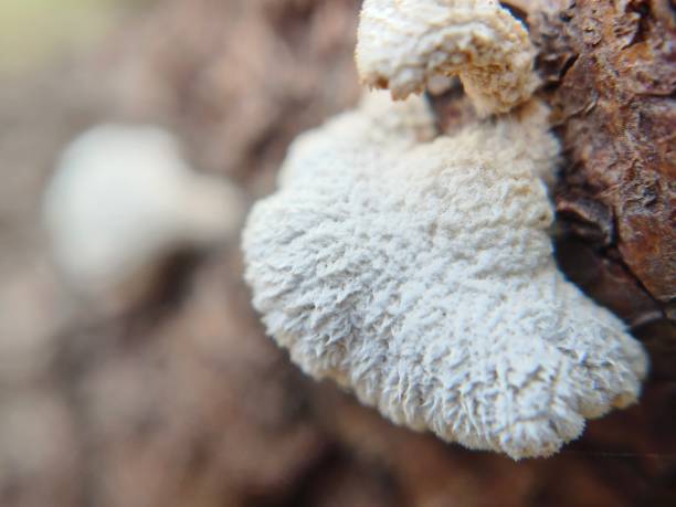 istock Macro image of Schizophyllum commune 2162010661