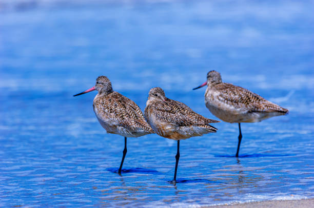 istock Marbled Godwit Birds on Pacific Coast Beach 2162011003