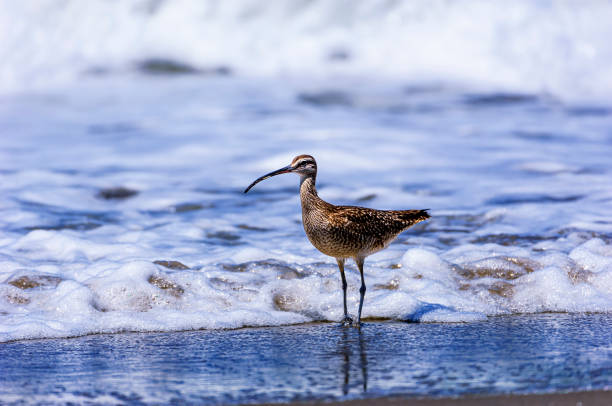 istock Long-billed Curlew on Ocean Beach 2162011078