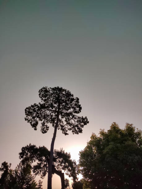 Lonely tree at the sunrise