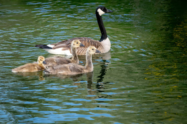 istock Mama goose and her babies float on a pond 2162013395