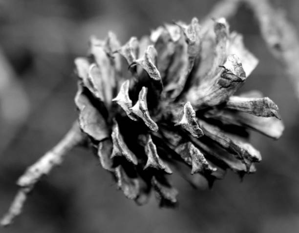 Close-up macro photograph of a pine cone, showing its layered spiral structure in fine detail.