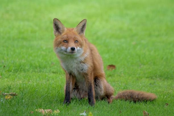 istock A beautiful red fox, Vulpes vulpes, sitting on a luscious lawn starring intently 2162015292